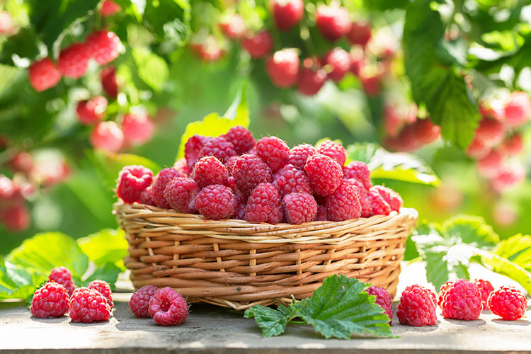 Are Raspberries Acidic
